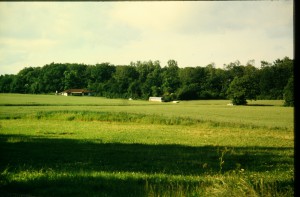 IMG 8009