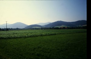 IMG 6025